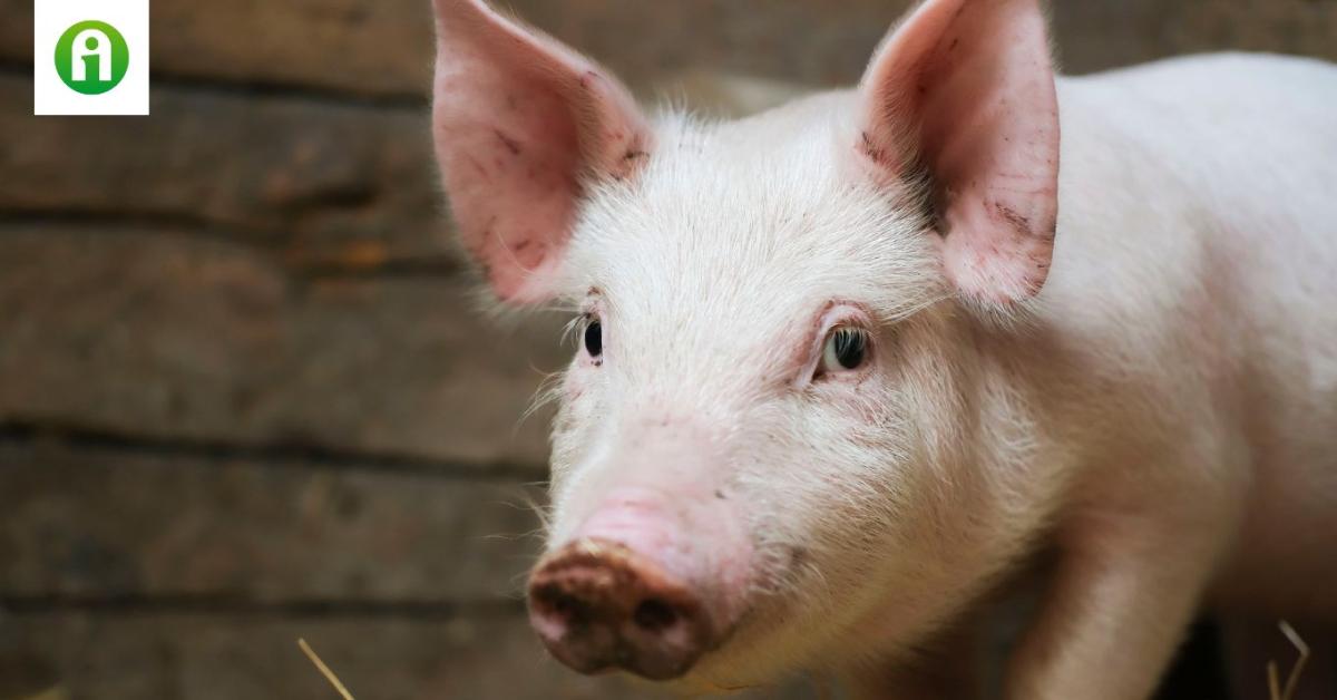 Friss információk a ragadós száj- és körömfájásról és a korlátozásokról Friss információk a ragadós száj- és körömfájásról és a korlátozásokról