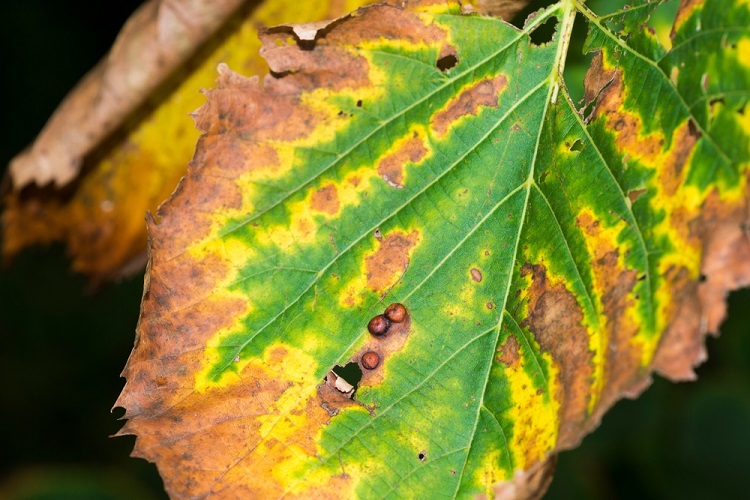 Xylella fastidiosa