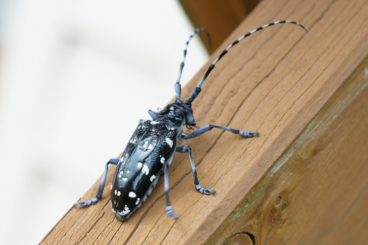  Ázsai citruscincér (Anoplophora chineisis)