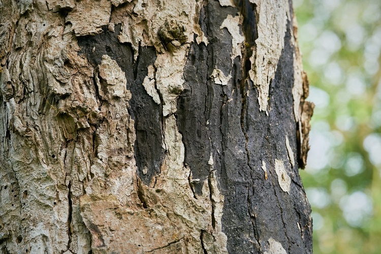 Cryptostroma corticale