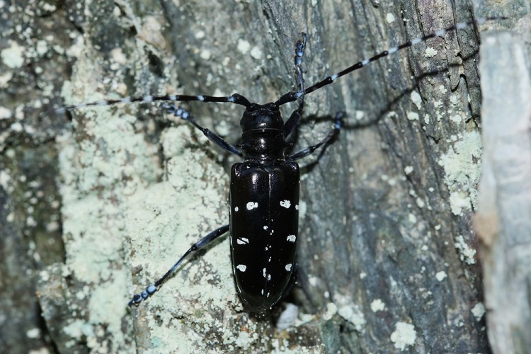 ázsiai hosszúcsápú cincér (Anoplophora glabripennis)