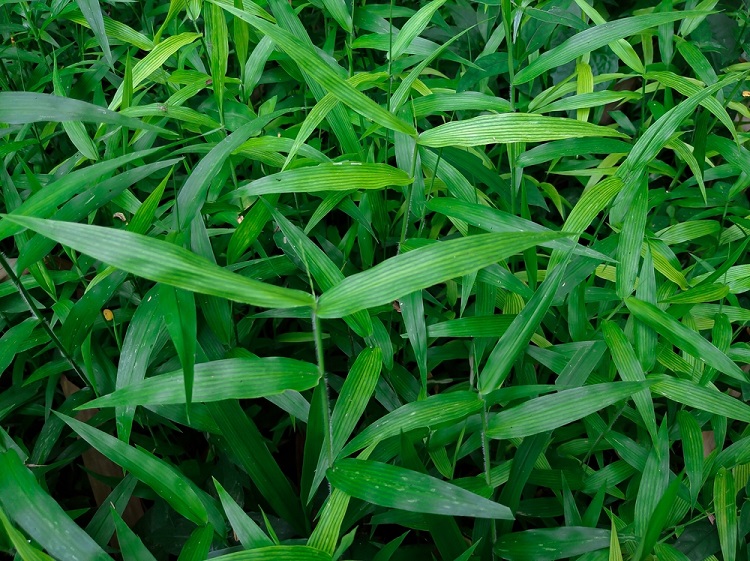  japán szárfű (Microstegium vimineum)
