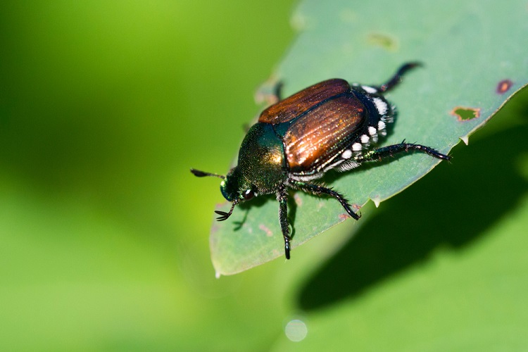 Popillia japonica