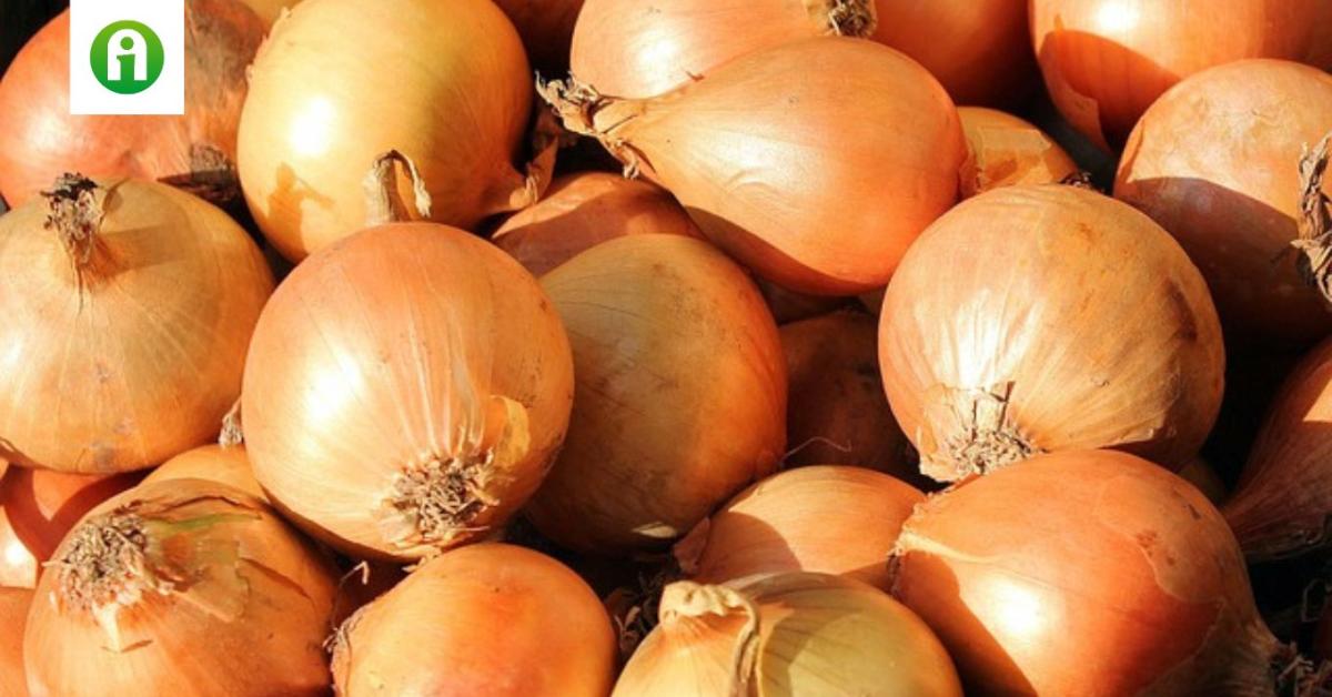 Árrobbanás előtt áll a hazai hagymapiac Árrobbanás előtt áll a hazai hagymapiac