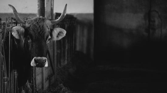Enyhültek a korlátozások: ezt kell tudnod, ha állatot szállítasz Horvátországba Enyhültek a korlátozások: ezt kell tudnod, ha állatot szállítasz Horvátországba