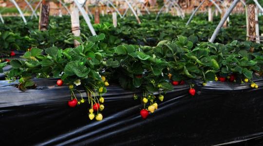 Lassan itt az eperszezon – ennyibe kerül most a piros gyümölcs! Lassan itt az eperszezon – ennyibe kerül most a piros gyümölcs!