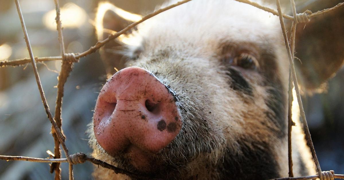 Fenyeget a sertéspestis – ezt kell most betartania minden gazdának