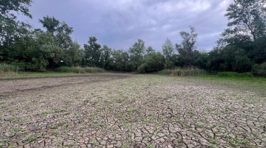 Katasztrofális állapotok a kiszáradt Holt-Körösön – tömegével pusztultak el a halak Katasztrofális állapotok a kiszáradt Holt-Körösön – tömegével pusztultak el a halak