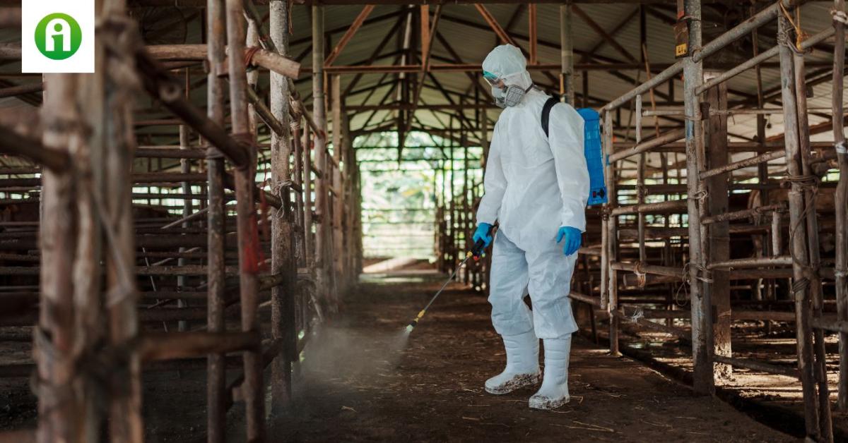 Befejezték a száj- és körömfájásban elhullott marhák földelését Befejezték a száj- és körömfájásban elhullott marhák földelését