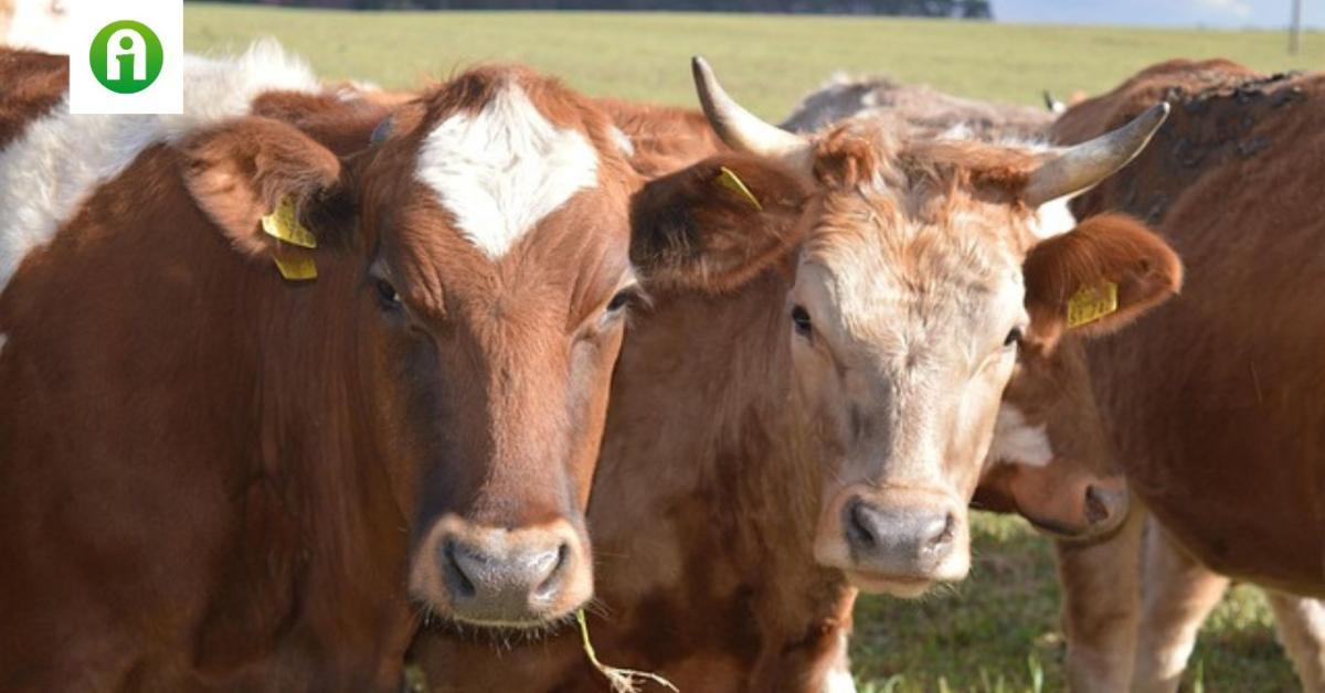 Nébih: egyes területeken enyhülnek az RSZKF miatti korlátozások 