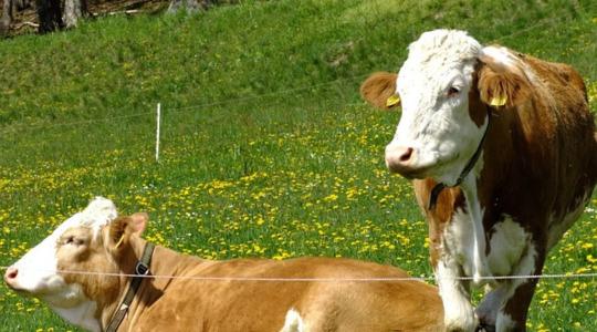 Élőállat-szállítás: szigorú előírásokkal indul újra az export Élőállat-szállítás: szigorú előírásokkal indul újra az export