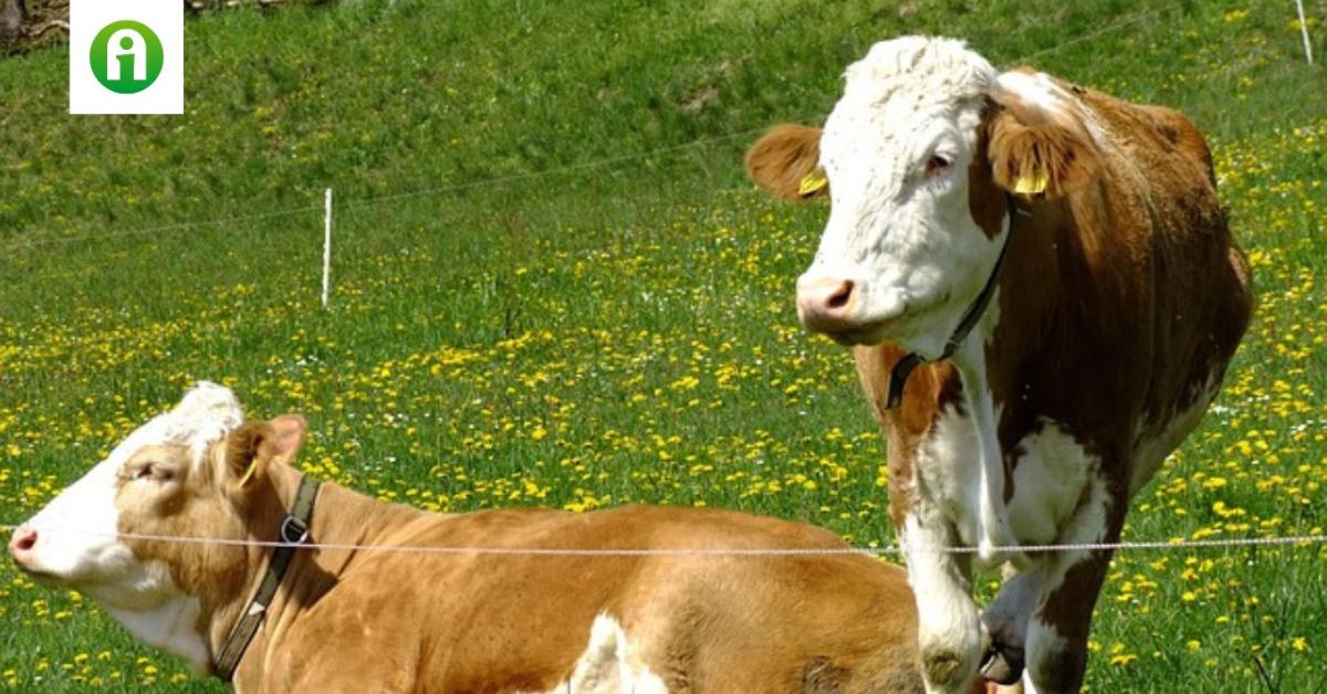 Élőállat-szállítás: szigorú előírásokkal indul újra az export