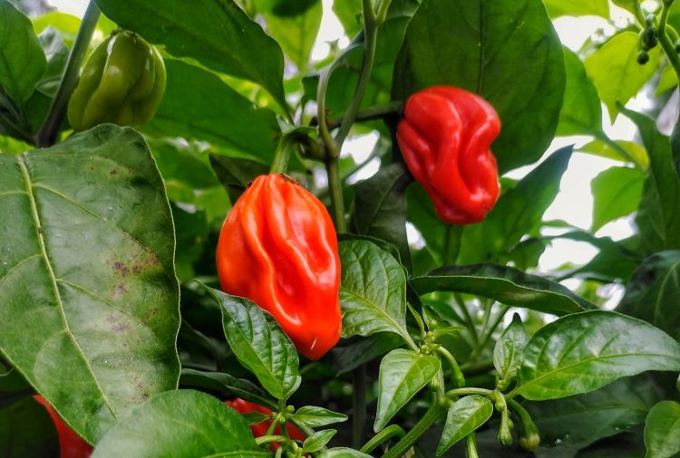 chili
