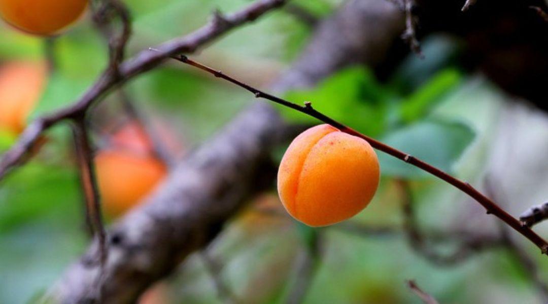 Aggasztó prognózis: 2025 a kajszitermelés fekete éve lesz