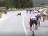 Elképesztő: kecske zavarta meg a Giro d’Italiát +VIDEÓ