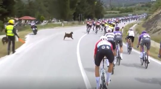 Elképesztő: kecske zavarta meg a Giro d’Italiát +VIDEÓ Elképesztő: kecske zavarta meg a Giro d’Italiát +VIDEÓ