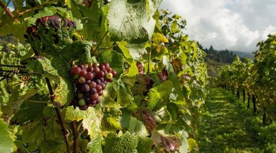 Xylella fastidiosa: a láthatatlan veszély, amely a szőlőinket is fenyegeti