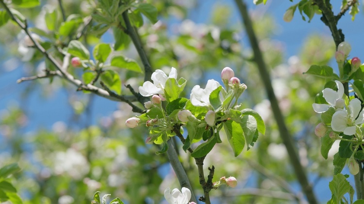 gyümölcsfa