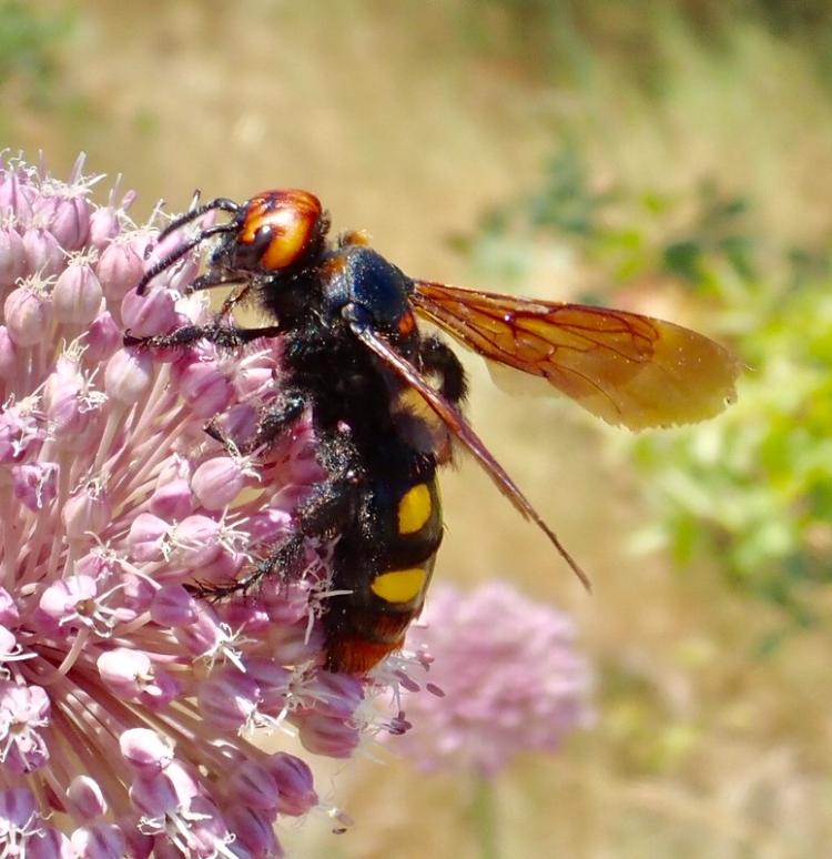 Megascolia maculata