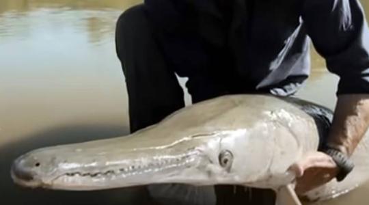 Világrekordgyanús halat fogott ki egy horgász, aki ezzel újra történelmet írhat +VIDEÓ Világrekordgyanús halat fogott ki egy horgász, aki ezzel újra történelmet írhat +VIDEÓ