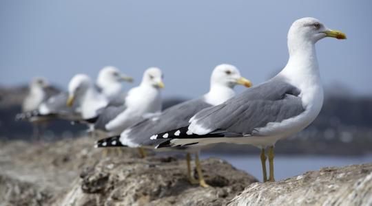 Figyelmeztetés: súlyos emberi megbetegedést okozó H5N1 mutációkat azonosítottak Figyelmeztetés: súlyos emberi megbetegedést okozó H5N1 mutációkat azonosítottak