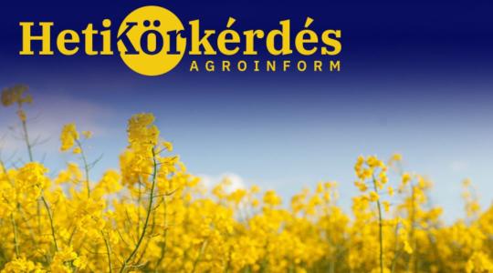 Miről árulkodnak a repceállományok? – Heti Körkérdés Miről árulkodnak a repceállományok? – Heti Körkérdés