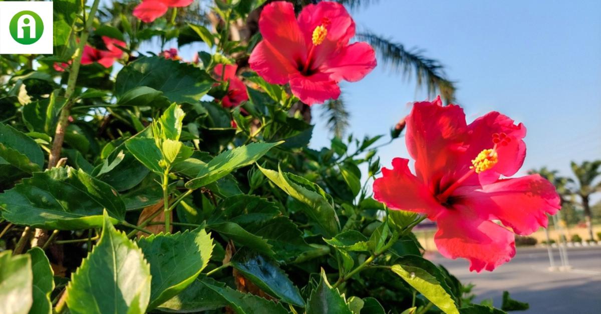 Ilyen egyszerűen lesz gyönyörű a hibiszkuszod! Ilyen egyszerűen lesz gyönyörű a hibiszkuszod!
