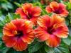 Ilyen egyszerűen lesz gyönyörű a hibiszkuszod!