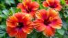 Ilyen egyszerűen lesz gyönyörű a hibiszkuszod!