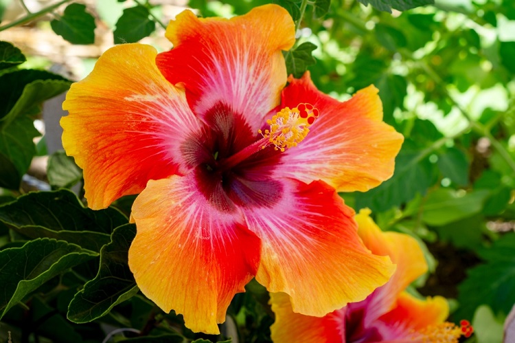 hibiszkusz