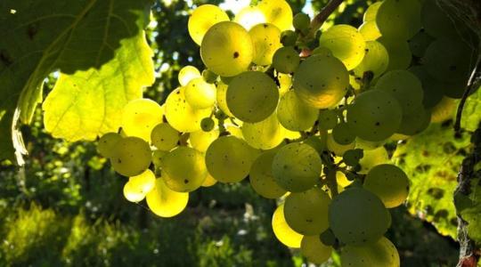 Borpiaci áttörés: jönnek az innovációs támogatások