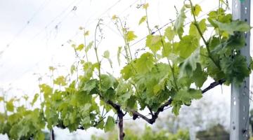 Peronoszpóra, lisztharmat, feketerothadás? Van rá bio megoldás! Peronoszpóra, lisztharmat, feketerothadás? Van rá bio megoldás!