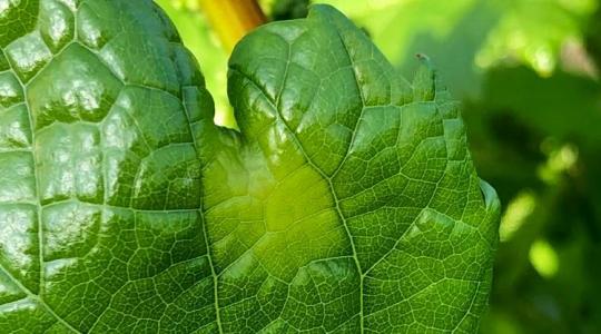 Zorvec™ Vinabel® - A peronoszpóra rémálma