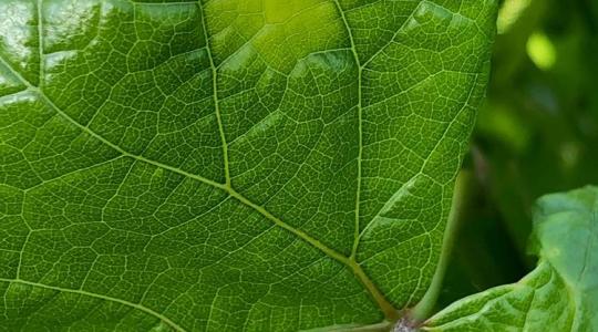 Zorvec™ Vinabel® - A peronoszpóra rémálma