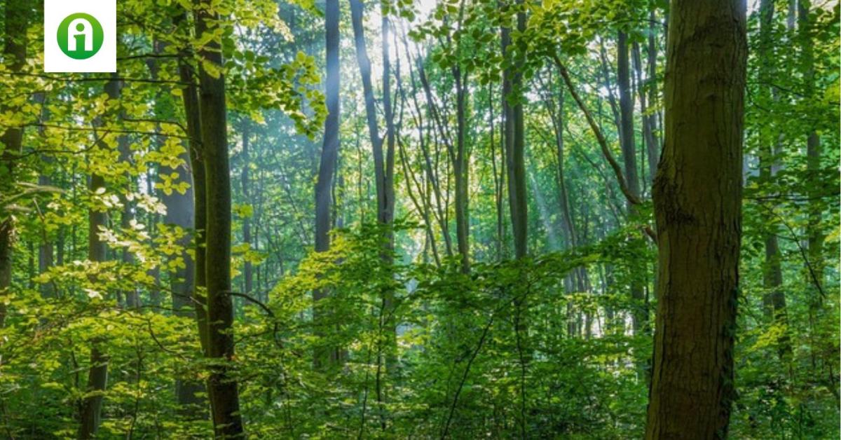 Támogatás az ellenállóbb erdőkért – Véleményezhető az új KAP-pályázat
