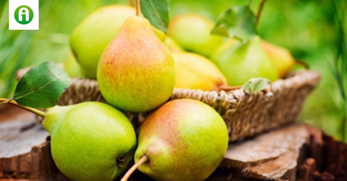 Ezzel a trükkel egy évig is eláll a körte! Ezzel a trükkel egy évig is eláll a körte!