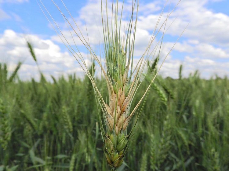 agrometry
