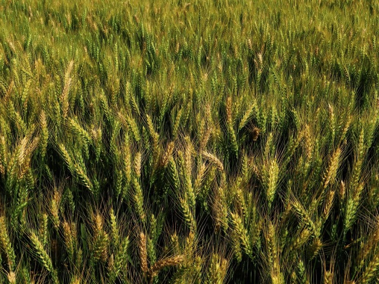 agrometry