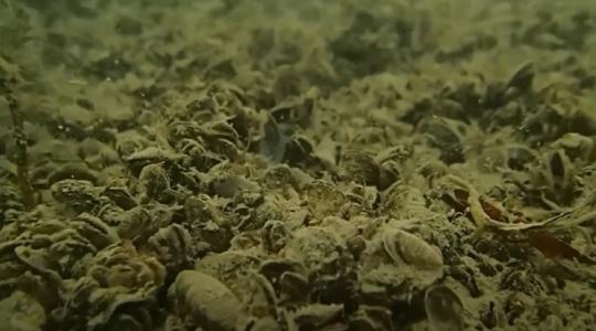 Tízezrével élnek a Balatonban, és lehet, hogy ők mentik meg a tavat +VIDEÓ Tízezrével élnek a Balatonban, és lehet, hogy ők mentik meg a tavat +VIDEÓ