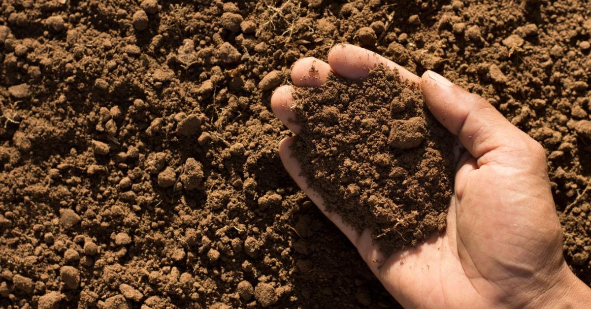 Az Amalgerol® növeli a talajban a növény számára elérhető tápanyagokat