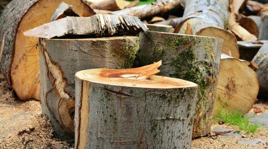 Óriási bírságot kockáztatsz – figyelj, mit ültetsz és vágsz ki a kertedben! Óriási bírságot kockáztatsz – figyelj, mit ültetsz és vágsz ki a kertedben!