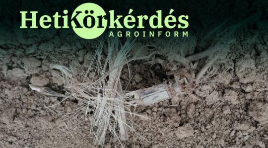 A szárbontó „bacik” azonnal munkához látnak a tarlón – Heti Körkérdés