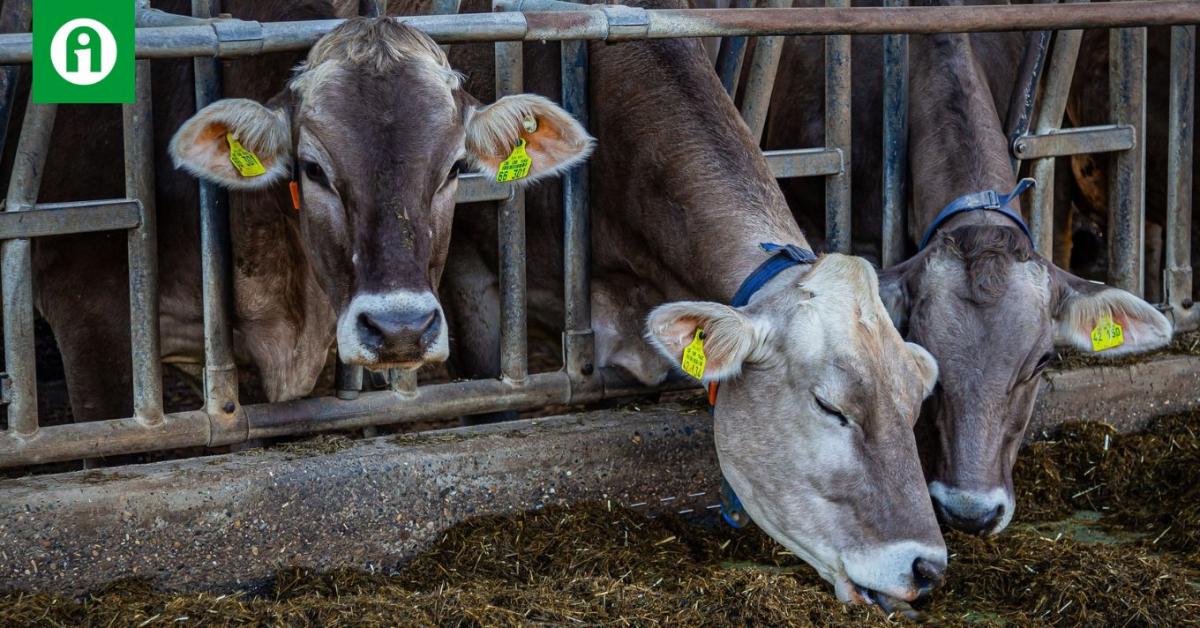 Mesterséges intelligencia a tejtermelésben: csökkenthető a metánkibocsátás