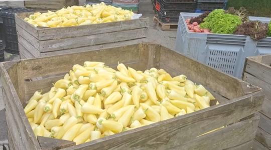 4 tonna zöldséget foglalt le a NAV - Kitalálod, kik ették meg? +VIDEÓ 4 tonna zöldséget foglalt le a NAV - Kitalálod, kik ették meg? +VIDEÓ