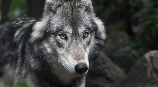 Farkasveszély a nyugati határ közelében – újra itt a nagyragadozó? Farkasveszély a nyugati határ közelében – újra itt a nagyragadozó?