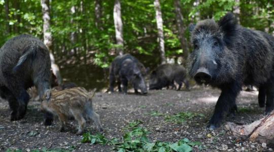 Nem bírnak a vaddal Siófokon, már belterületen is vadásszák Nem bírnak a vaddal Siófokon, már belterületen is vadásszák