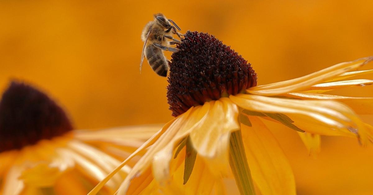 Biodiverzitás világnapja: 42 milliárd forint természetvédelemre Biodiverzitás világnapja: 42 milliárd forint természetvédelemre