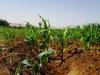 Totális újratervezés kell? Így nem bírja sokáig a magyar agrárium