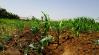 Totális újratervezés kell? Így nem bírja sokáig a magyar agrárium