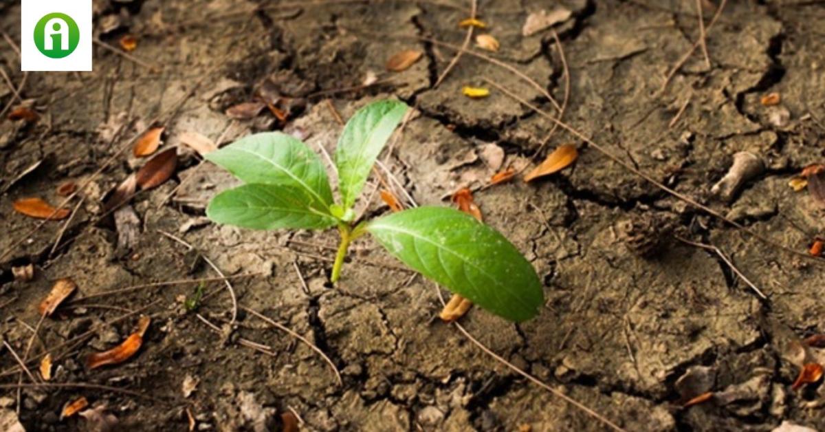 Műtrágyázással ellensúlyozható az aszály hatása? Műtrágyázással ellensúlyozható az aszály hatása?